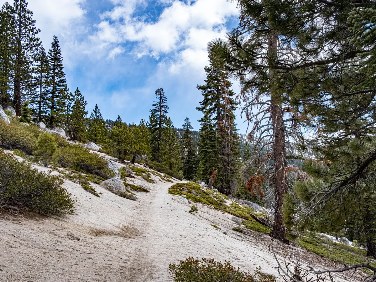 Hiking trail through a mountain pine forest